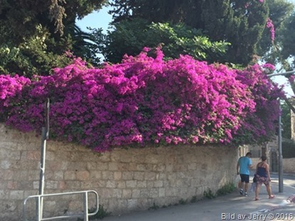 Blommor från Israel 2016