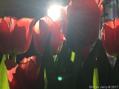15 april 2017 Red tulips, röda tulpaner