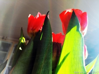 15 april 2017 Red tulips, röda tulpaner